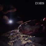 À Mayotte, des tortues massacrées et des militants de Sea Shepherd agressés À Mayotte, des tortues massacrées et des militants de Sea Shepherd agressés
