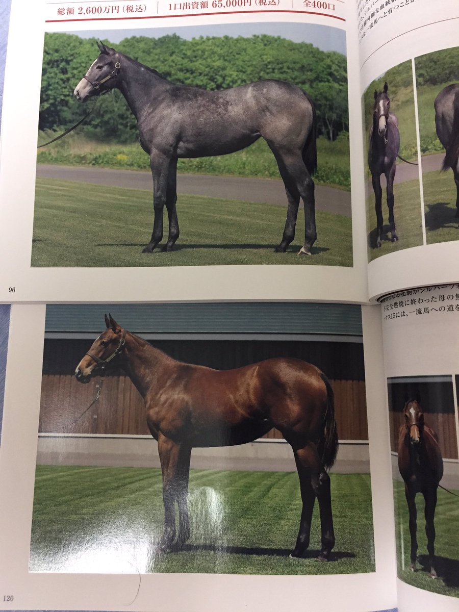 帰宅して東サラカタログ届いてたのでシルバーフォックス姉妹を見比べマン。改めてシャーロット姉さんの筋肉量ヤベェなwってなっ 帰宅して東サラカタログ届いてたのでシルバーフォックス姉妹を見比べマン。改めてシャーロット姉さんの筋肉量ヤベェなwってなっ
