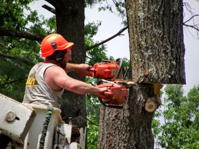 #TorontoTreeRemoval offers a number of tree services in the #GTA Services areas here: https://t.co/adUAVGjKqx https://t.co/v7B9EdvY1w
