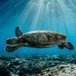 VIDEO. Mayotte : des tortues massacrées et des militants de Sea Shepherd agressés VIDEO. Mayotte : des tortues massacrées et des militants de Sea Shepherd agressés
