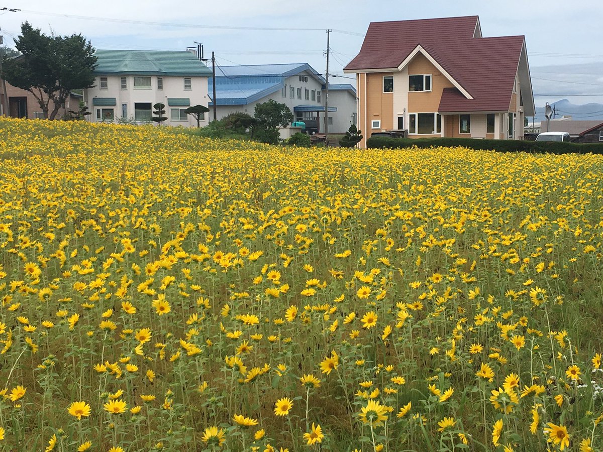 夏の暑いときのひまわり🌻はすぐに時期を終えてしまうのであと1週間ももたないでしょう。来月になる頃は枯れて本編10話に出て 夏の暑いときのひまわり🌻はすぐに時期を終えてしまうのであと1週間ももたないでしょう。来月になる頃は枯れて本編10話に出て