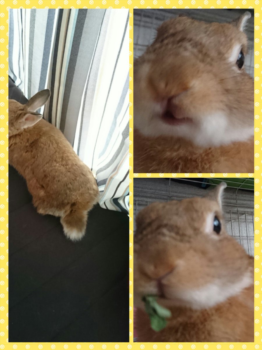 🐰おしりかじり虫おしりかじり虫かじって かじってかじって ナンボかじってナンボの 商売だおしりかじり虫おしりかじり虫おし 🐰おしりかじり虫おしりかじり虫かじって かじってかじって ナンボかじってナンボの 商売だおしりかじり虫おしりかじり虫おし