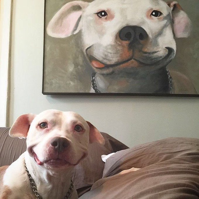 RT @BabyAnimalPics: Smiling pitbulls rt if you agree https://t.co/rjINQuUALB