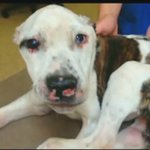 'Puppy Doe' torture case to begin this week 'Puppy Doe' torture case to begin this week