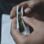 U.S. pot shop offers free trees for clean streets on cleanup day U.S. pot shop offers free trees for clean streets on cleanup day