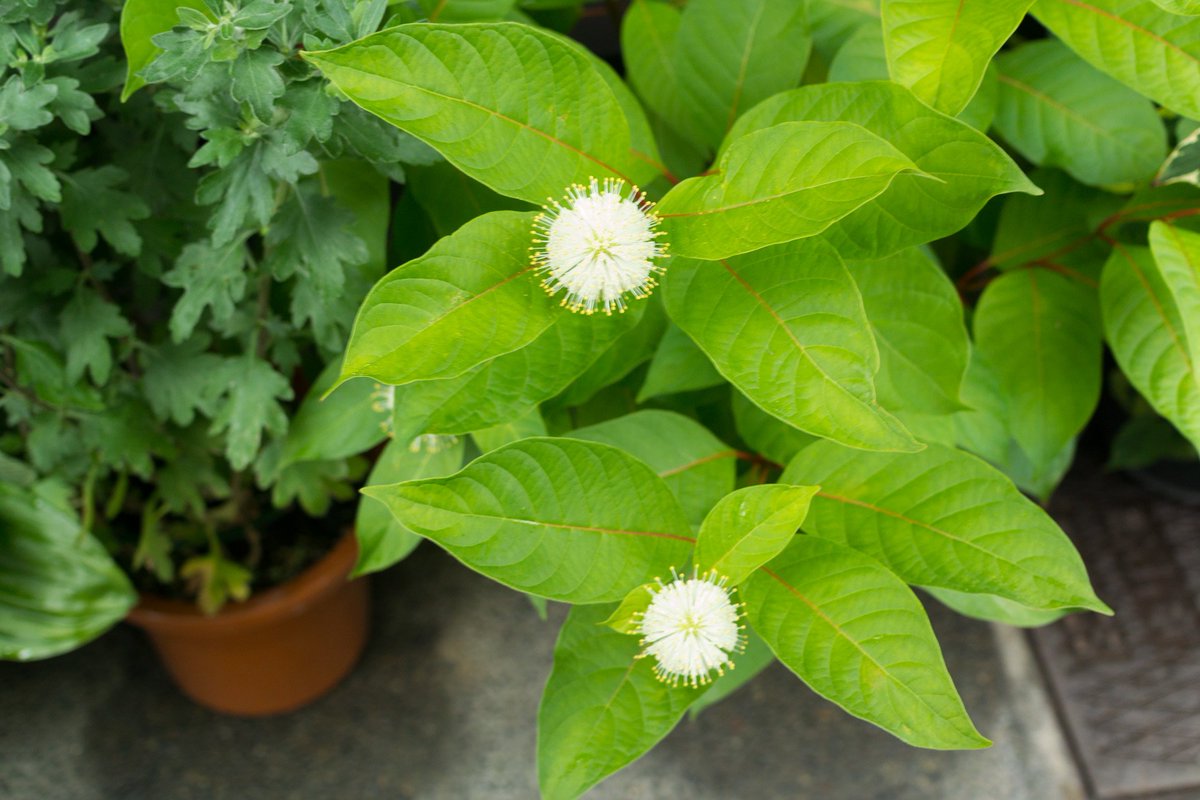 面白い花だなあでも寄生獣の卵にも似ているw 面白い花だなあでも寄生獣の卵にも似ているw
