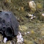 Could green sponge found near Alaska hold key to curing pancreatic cancer?