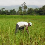 La Guinée obtient de la BID 47 millions de dollars pour soutenir sa filière agricole La Guinée obtient de la BID 47 millions de dollars pour soutenir sa filière agricole