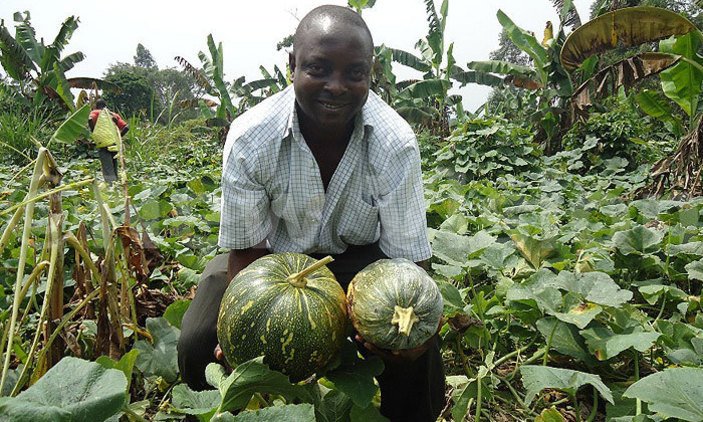Ways of getting the best out of pumpkin growing?