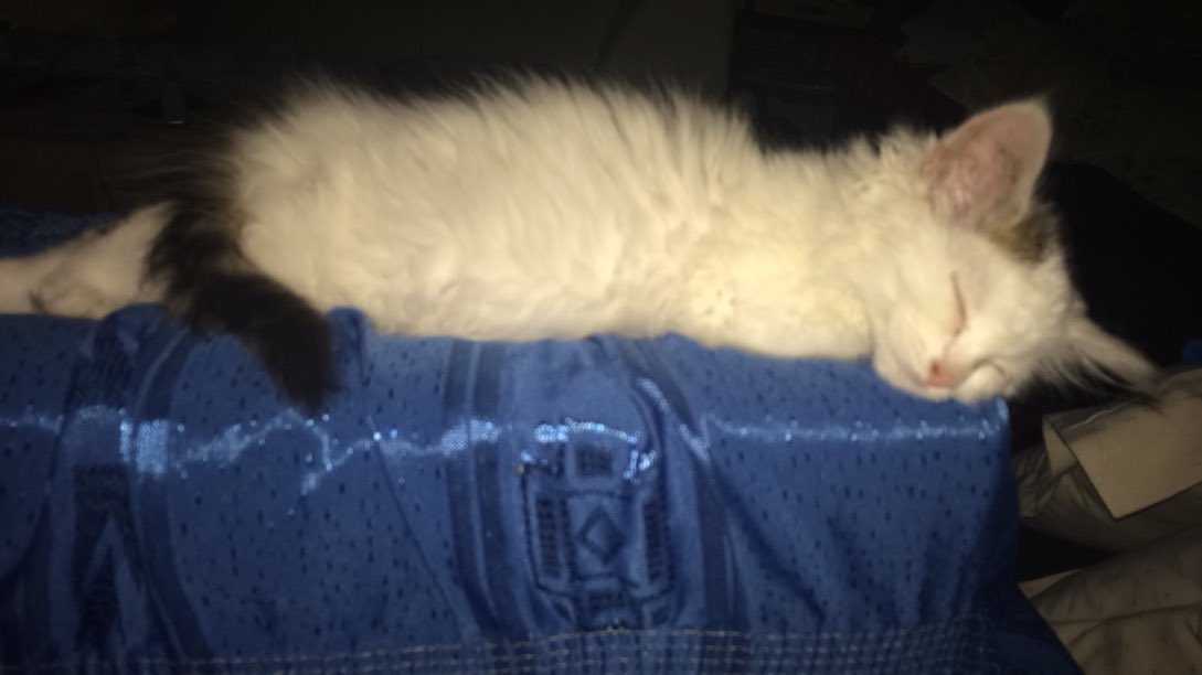 #InternationalCatDay