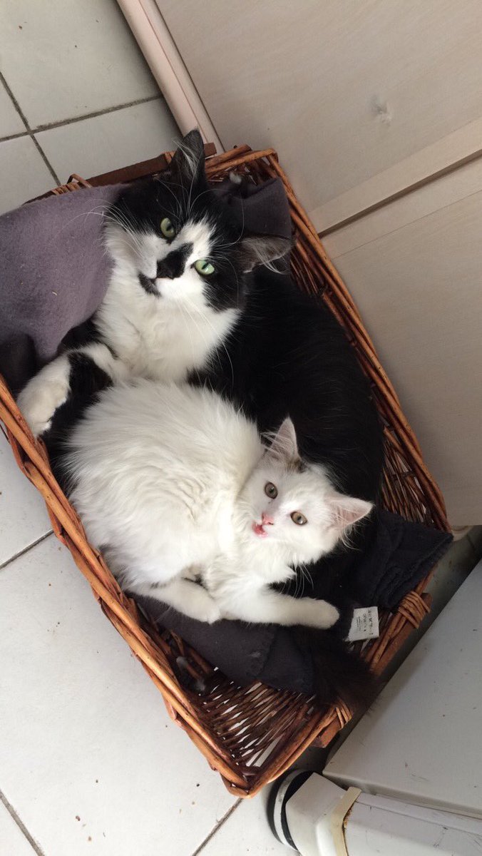 #InternationalCatDay