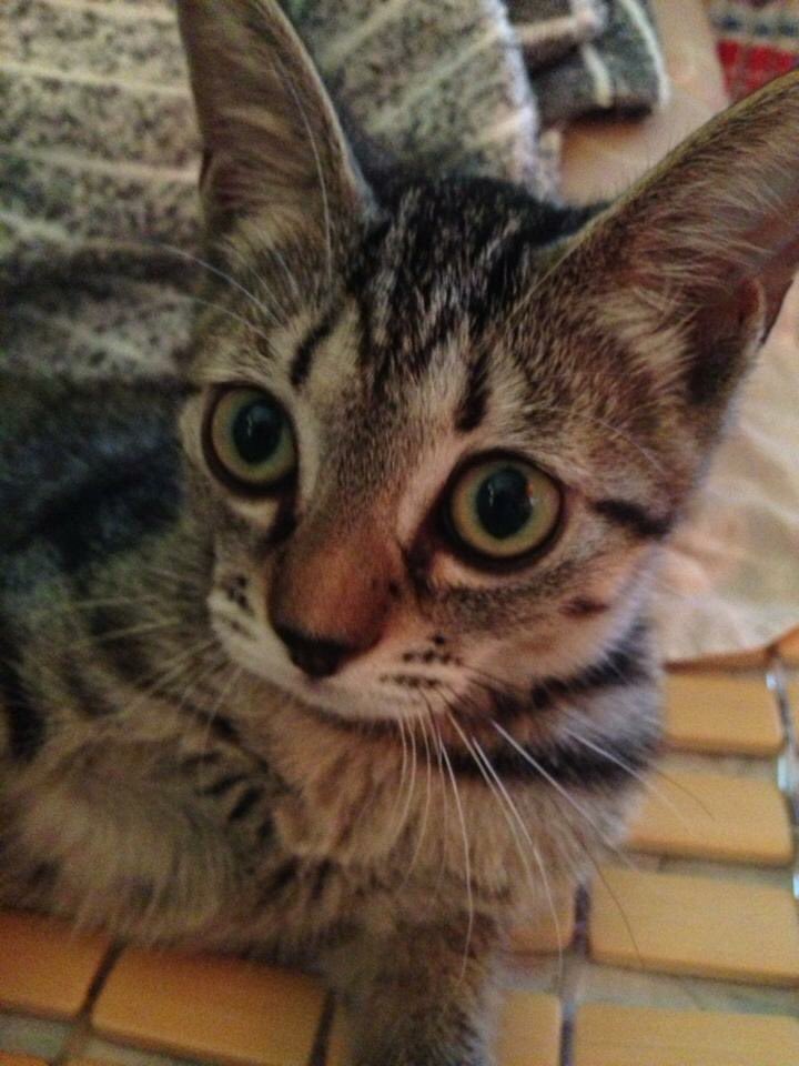 4年前のさばちゃんだよ〜〜もう4年も経つんだね、惡の華が連載しとる 4年前のさばちゃんだよ〜〜もう4年も経つんだね、惡の華が連載しとる