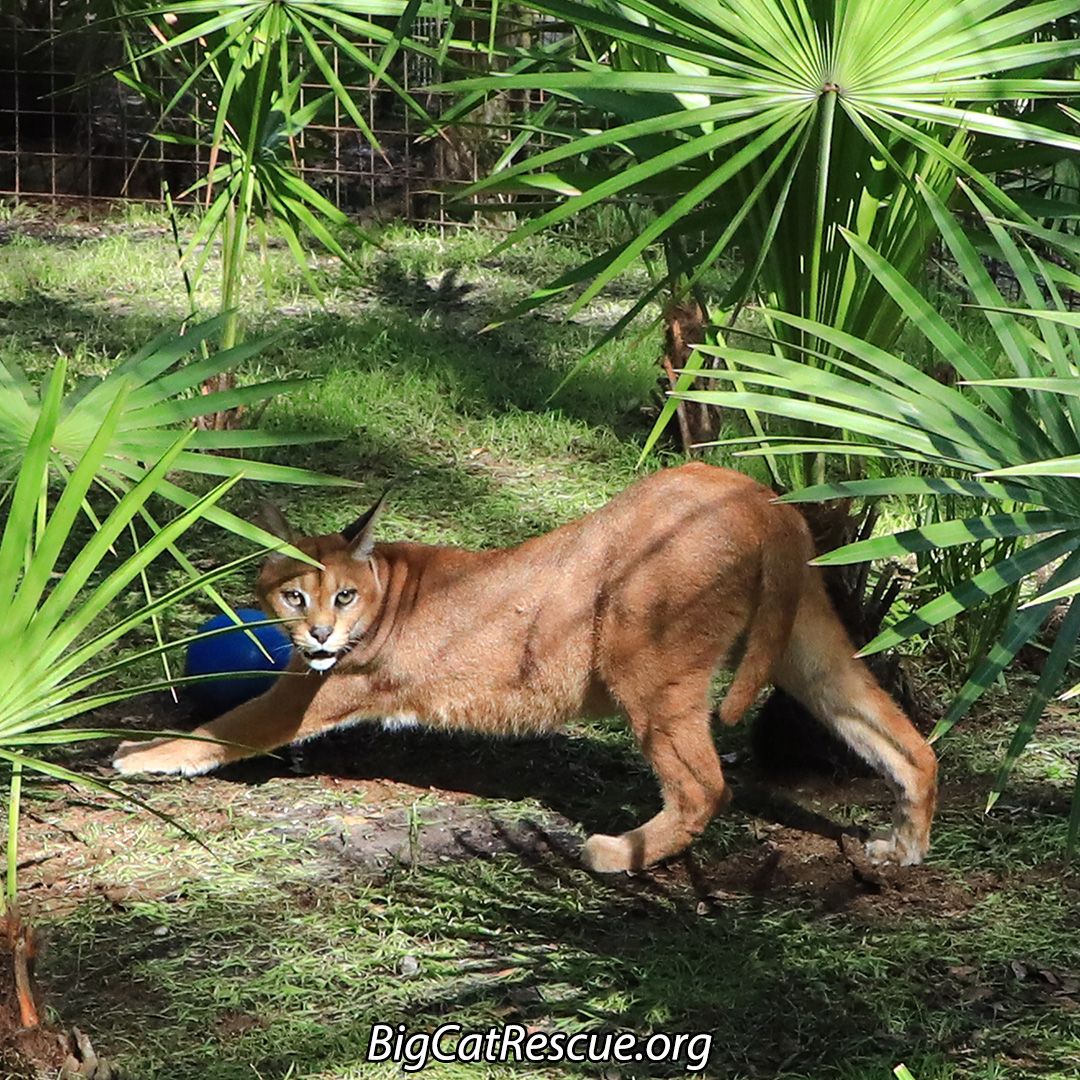 RT @BigCatRescue: Happy Birthday, Cyrus!

Cyrus Caracal is 7 years old, today. https://t.co/EcLMULU0hH