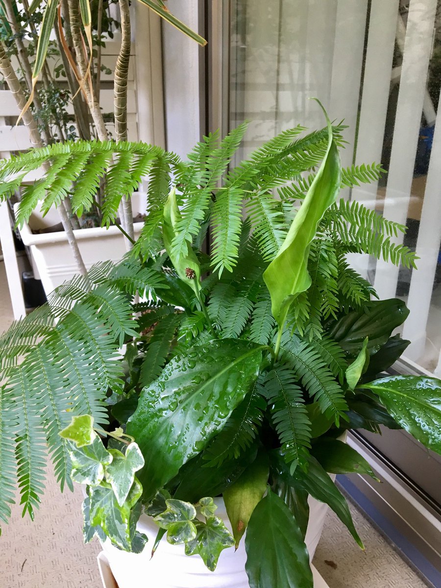 朝は曇っていたけど、絶好のお迎え日和でウキウキです、おはようございます。クーとそらちゃんも元気、あるるも元気、ヒマワリは 朝は曇っていたけど、絶好のお迎え日和でウキウキです、おはようございます。クーとそらちゃんも元気、あるるも元気、ヒマワリは