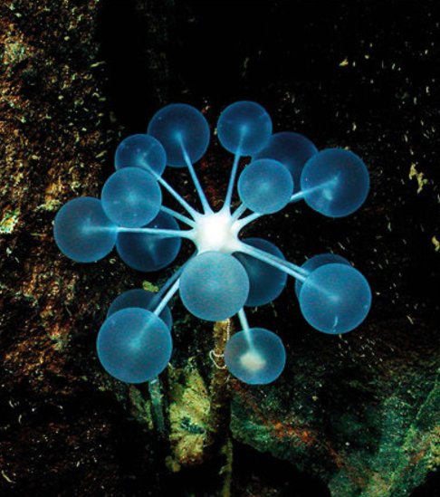 【ピンポンツリースポンジ 】ピンポン玉の様な形をした深海生物。深海の暗闇の中で一際きれいに輝く生き物で、ピンポン玉のよう 【ピンポンツリースポンジ 】ピンポン玉の様な形をした深海生物。深海の暗闇の中で一際きれいに輝く生き物で、ピンポン玉のよう