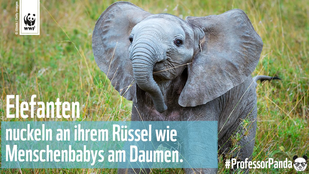 #WorldElephantDay