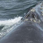 Scientists on research vessel spot rare whale in Bering Sea Scientists on research vessel spot rare whale in Bering Sea