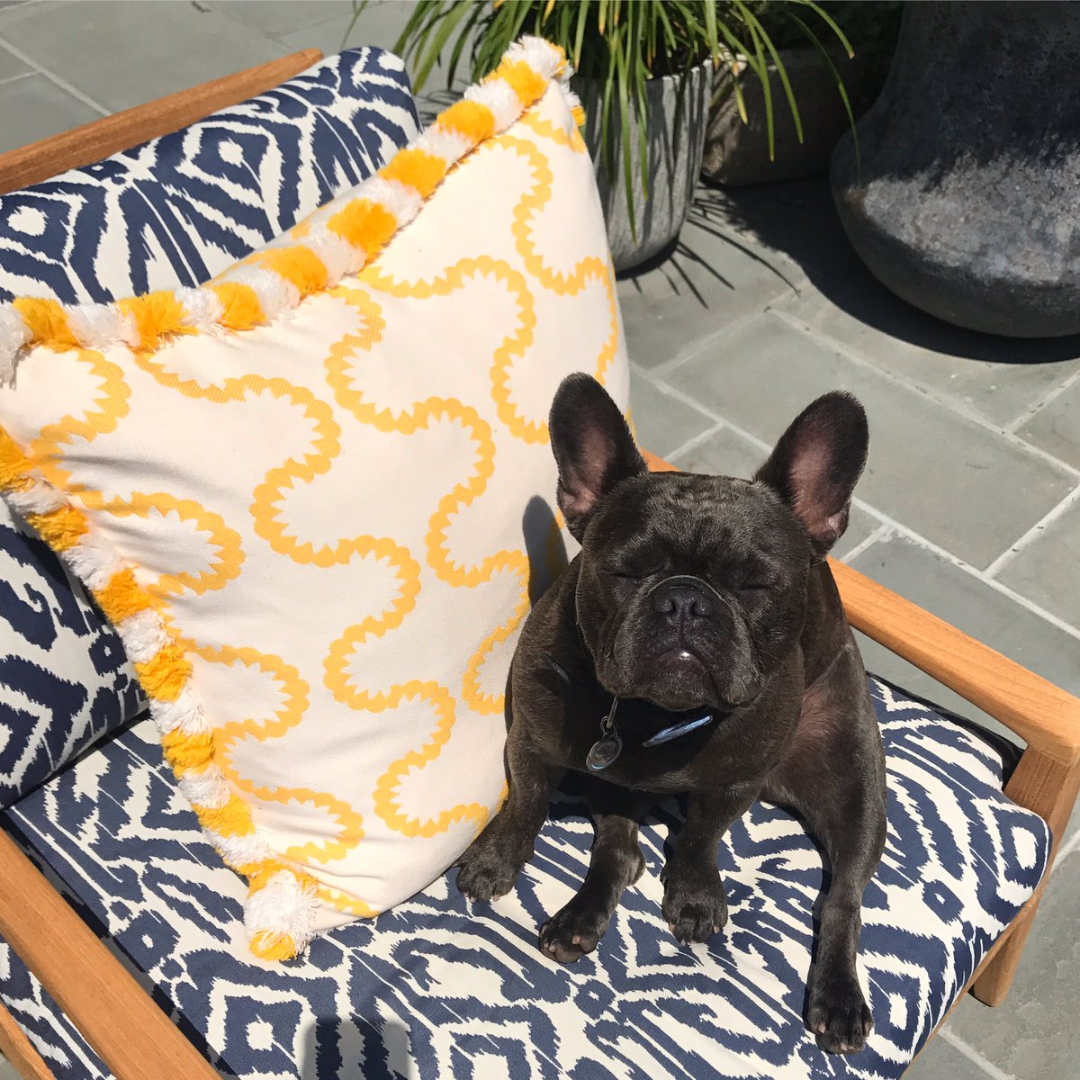 Pepper sure is enjoying the summer sunshine! ☀️☀️☀️#Sunbathing #SummerFeels #SundayFunday https://t.co/rmuuCIFx37