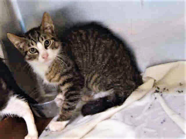 RT @URGENTPODR: JUST ADDED! KES  - A1120190 
Follow me here for updates and status: https://t.co/e2rir8vL9v https://t.co/8yR277BZwS