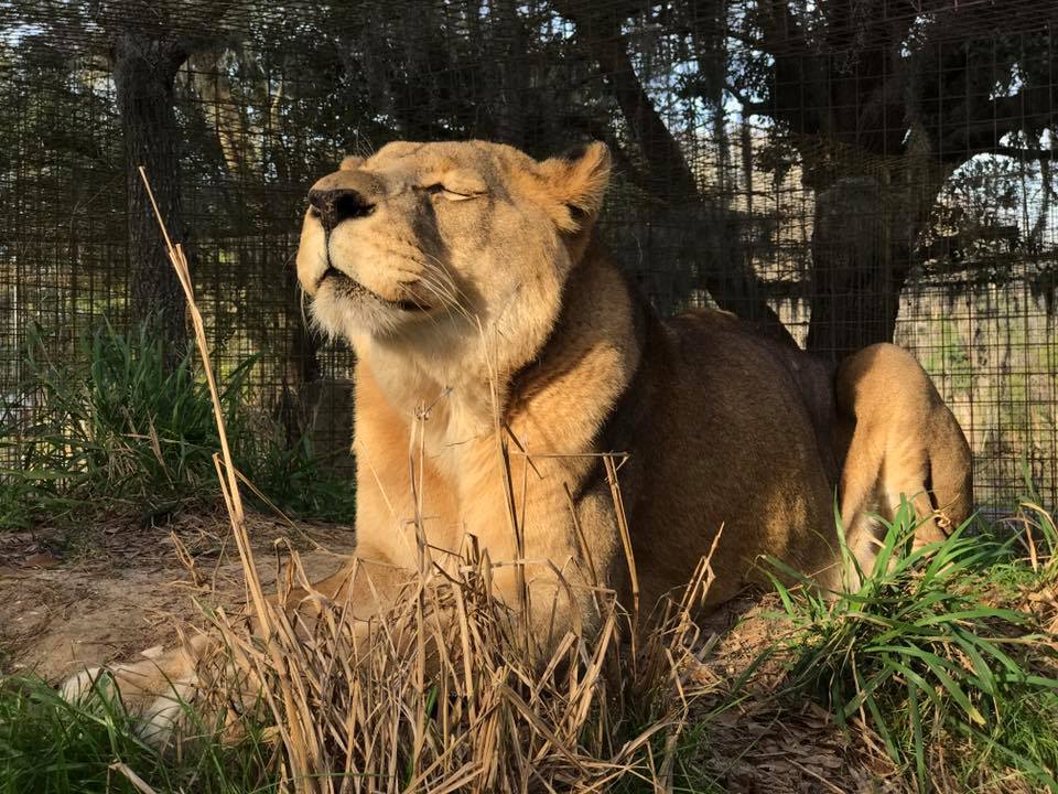RT @BigCatRescue: Cameron basking in the sun. He's such a happy boy.  ~Jamie https://t.co/hCDsiaNwqM