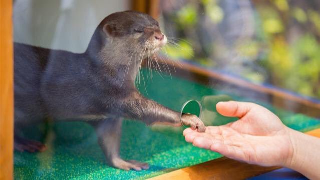 RT @BabyAnimalPics: when I need my space but I also want attention https://t.co/yjA2ow6ToM