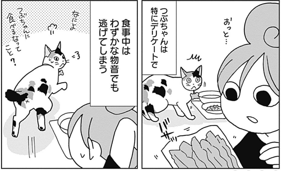 「ワカコ酒」で大ブレイク! 新久千映先生と猫ちゃんたちのエッセイコミック『ねこびたし』第49話が配信! 人間にはなんてこ 「ワカコ酒」で大ブレイク! 新久千映先生と猫ちゃんたちのエッセイコミック『ねこびたし』第49話が配信! 人間にはなんてこ