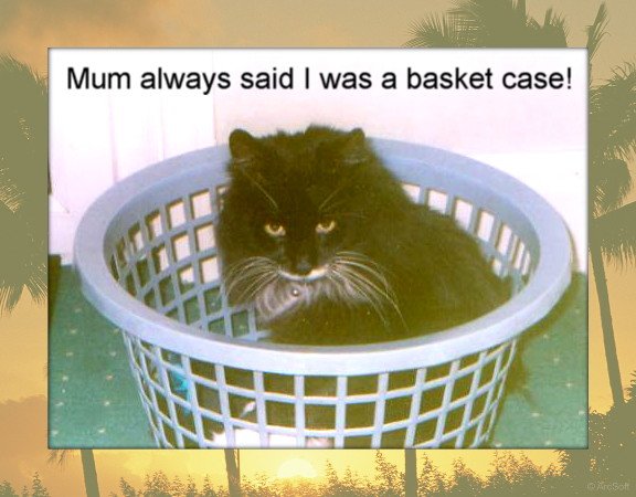 #InternationalCatDay