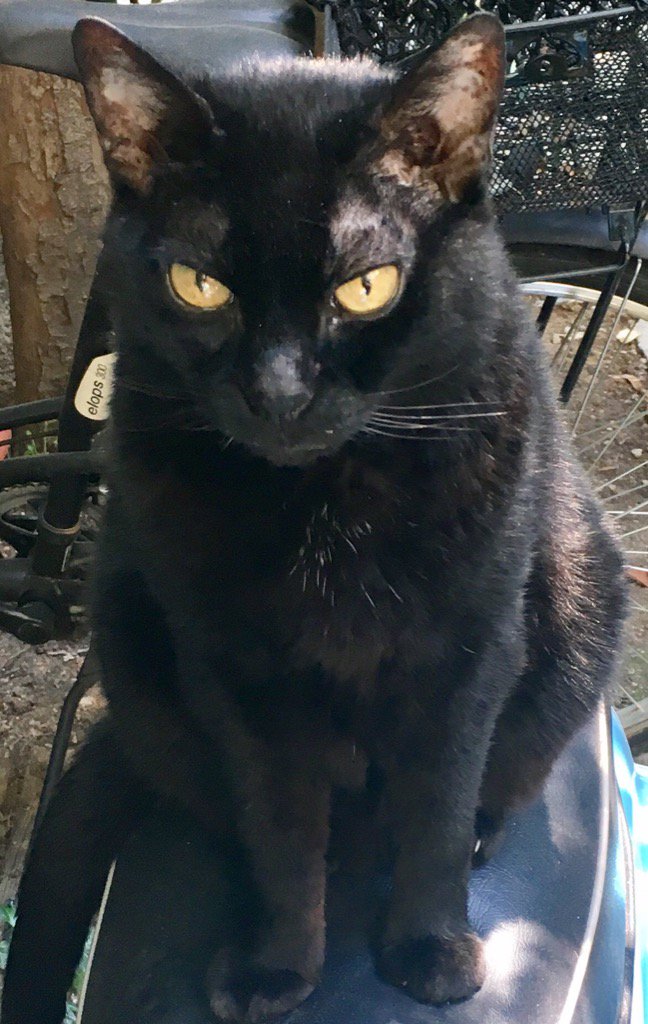 #InternationalCatDay