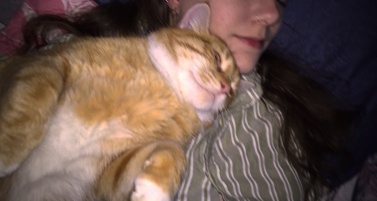 #InternationalCatDay