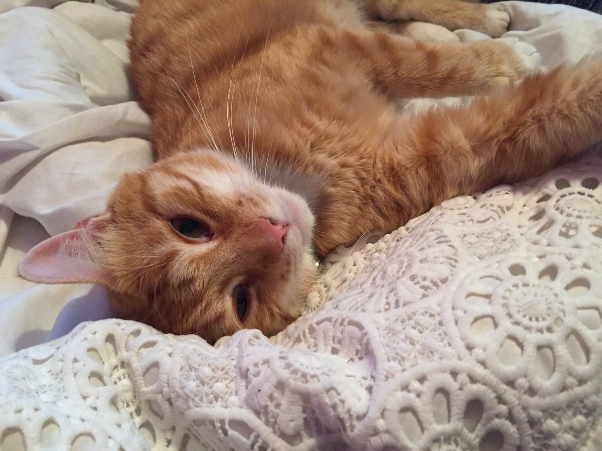 #InternationalCatDay