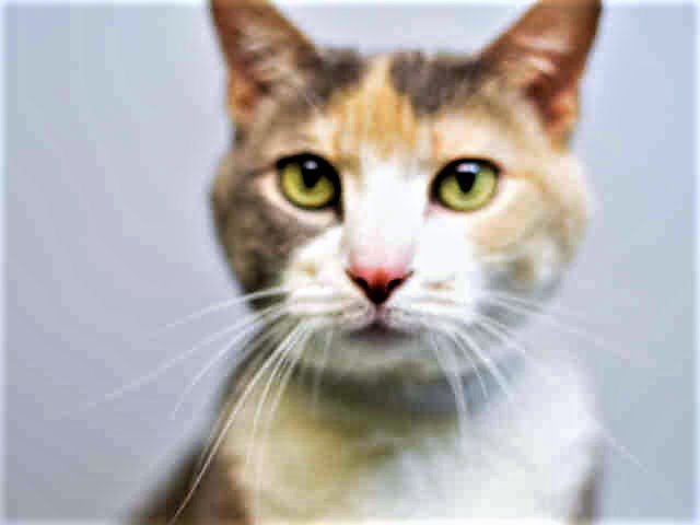 RT @URGENTPODR: JUST ADDED! PEARL - A1121052 
Follow me here for updates and status: https://t.co/J26AMcuRxv https://t.co/ovWbl7r7r9