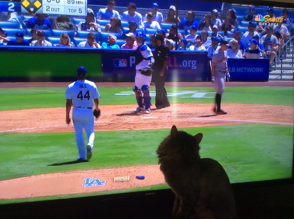 #InternationalCatDay