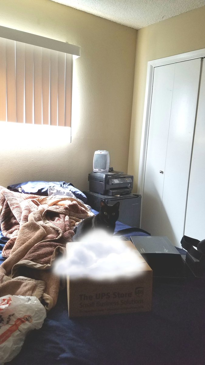 #InternationalCatDay