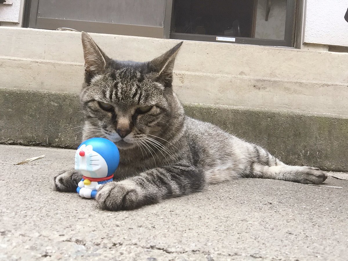 「さて…どう料理してやろうか…」ひぇ〜ドラえもん逃げて〜!!的な写真撮れた。目つき悪すぎる 「さて…どう料理してやろうか…」ひぇ〜ドラえもん逃げて〜!!的な写真撮れた。目つき悪すぎる