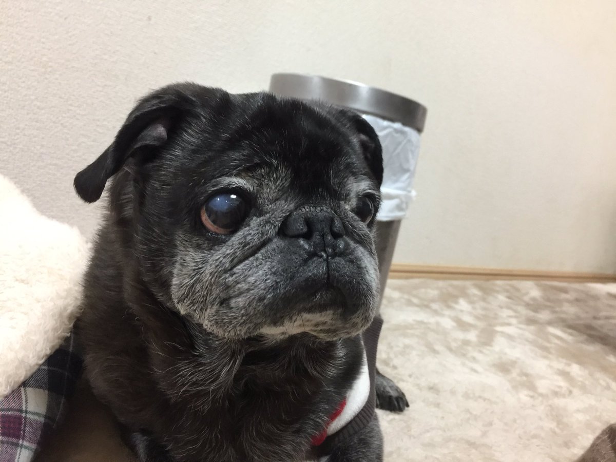 今日は平ちゃんのお誕生日🎉生きていたら13歳でした💧永遠の12歳、おめでとう💕#dog #pug #blackpug # 今日は平ちゃんのお誕生日🎉生きていたら13歳でした💧永遠の12歳、おめでとう💕#dog #pug #blackpug #