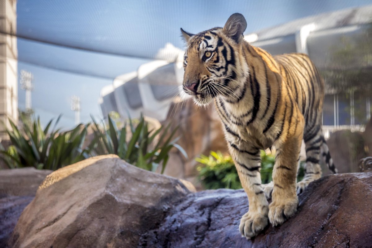 Mike VII