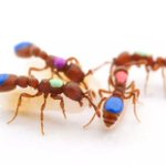 Scientists create the first mutant ants Scientists create the first mutant ants
