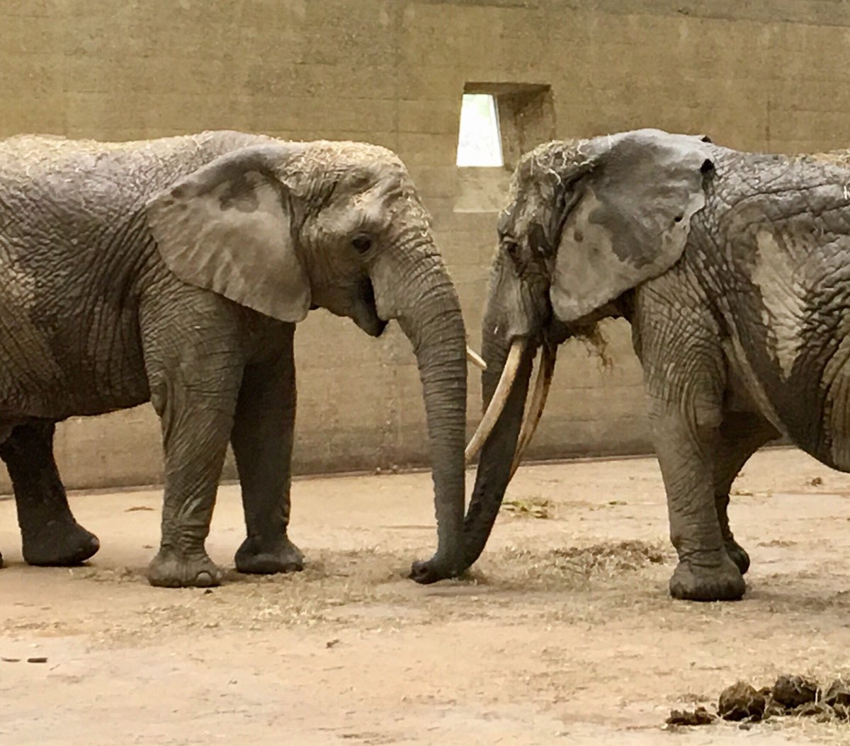 #WorldElephantDay