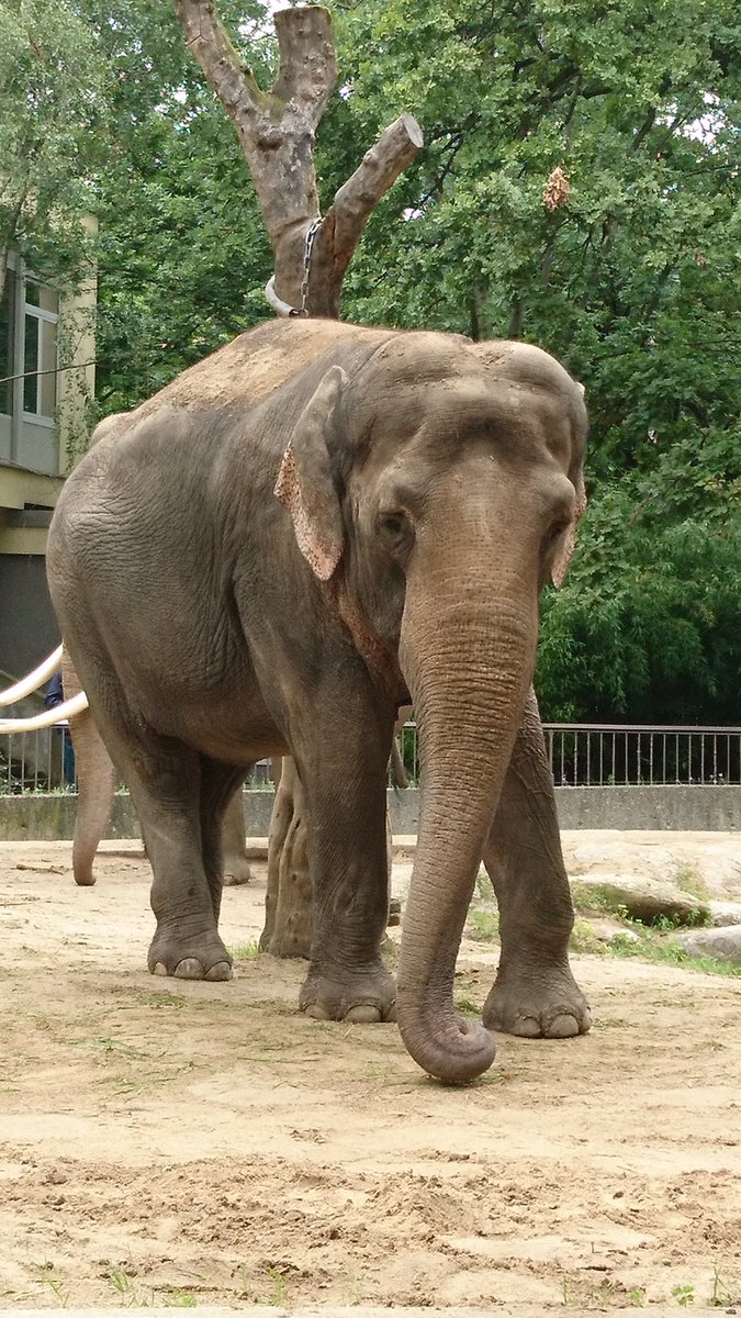 #WorldElephantDay