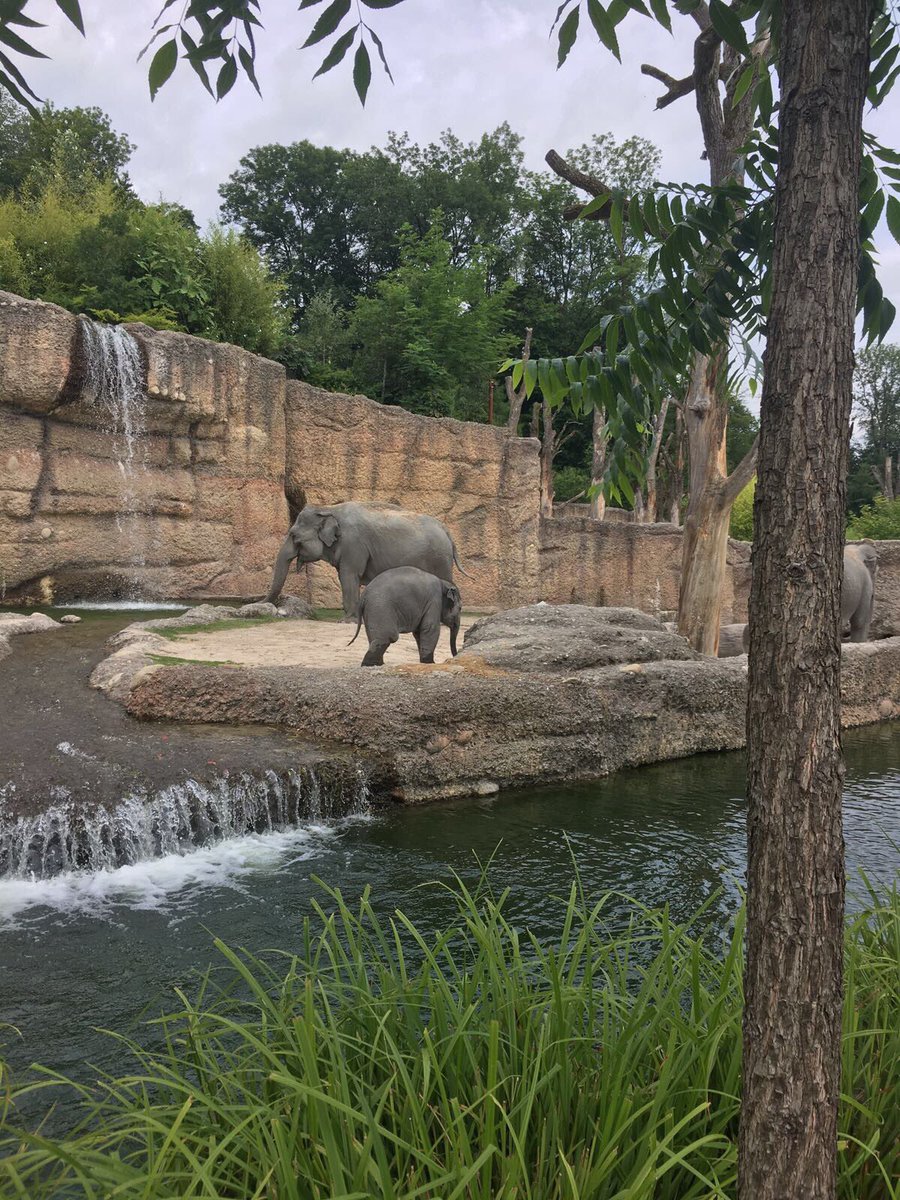 #WorldElephantDay