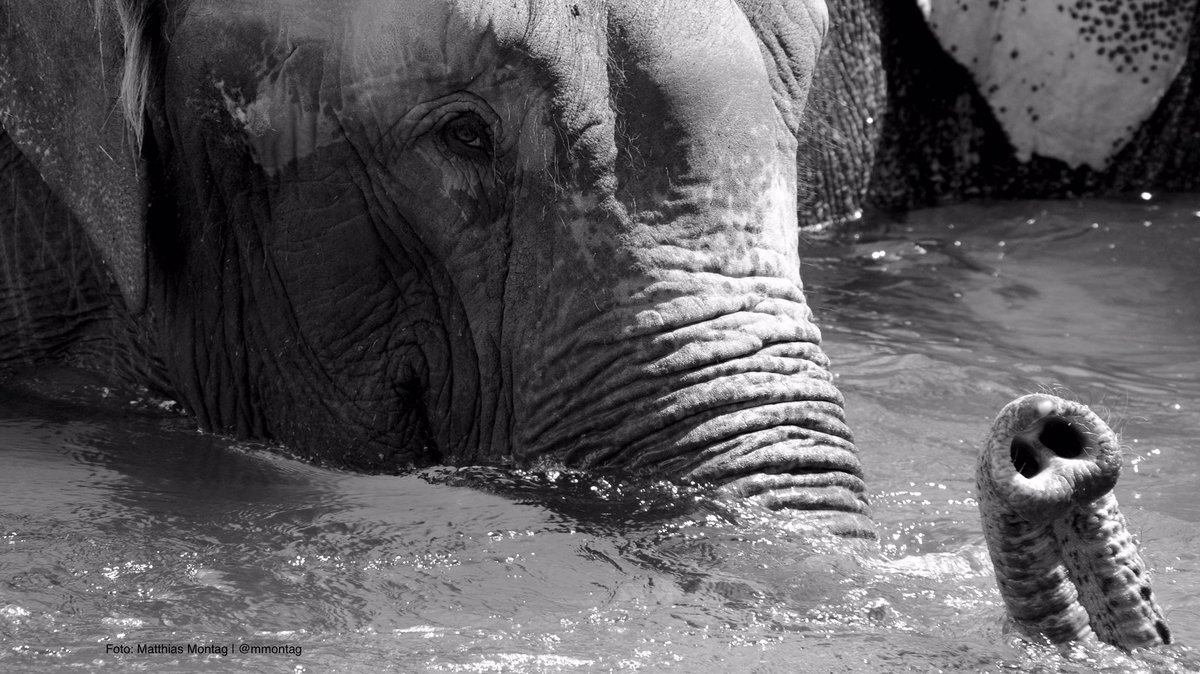 #WorldElephantDay