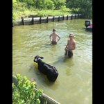 Video: Fishermen, police rescue calf stranded in water Video: Fishermen, police rescue calf stranded in water