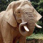 Elephant tramples and kills Argentinian hunter in Namibia