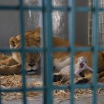 Lion rescued from Syria zoo gives birth in Jordan reserve