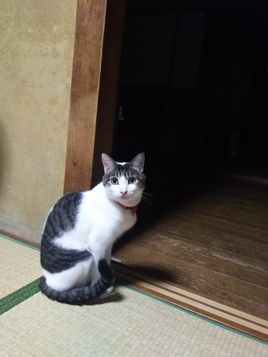 寄生獣もジョジョも好きなんですけどミギーとイギーを良く間違えます 寄生獣もジョジョも好きなんですけどミギーとイギーを良く間違えます
