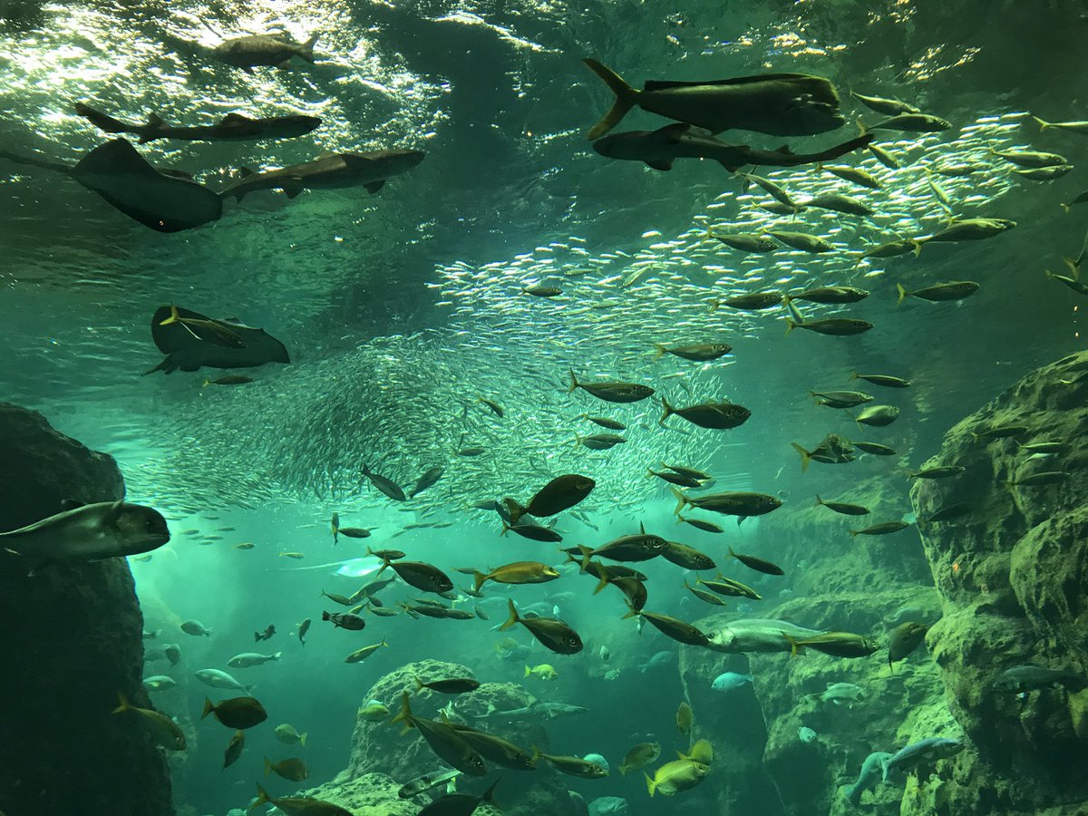 オオカミ少女と黒王子のロケ地の1つ!江ノ島水族館に行きました!😄ずっと食べたかったカメロンパンもたべれたし、カメロンパン オオカミ少女と黒王子のロケ地の1つ!江ノ島水族館に行きました!😄ずっと食べたかったカメロンパンもたべれたし、カメロンパン
