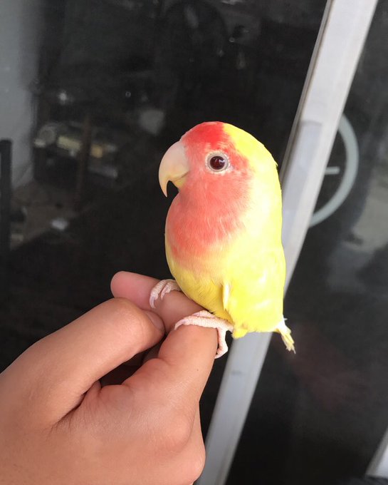 RT @_baeryam: Some pictures of Mango to brighten your day as he brightens mine https://t.co/GaXdDdVpxD