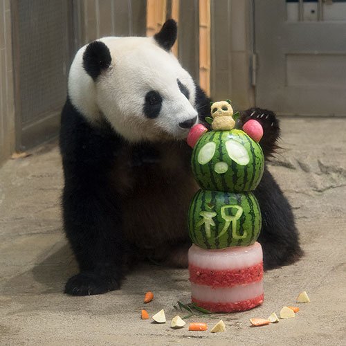 今日のパンダ(1908日目) - 今日のパンダは9:30からです。真夏の夜の動物園 いよいよ最終日。そしてリーリー12歳 今日のパンダ(1908日目) - 今日のパンダは9:30からです。真夏の夜の動物園 いよいよ最終日。そしてリーリー12歳