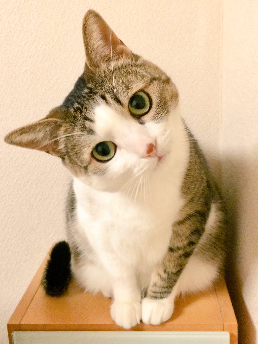 サンライズさん、Gのレコンギスタの劇場版ってまだですかニャ?今年はあと4カ月半ですニャ〜 サンライズさん、Gのレコンギスタの劇場版ってまだですかニャ?今年はあと4カ月半ですニャ〜