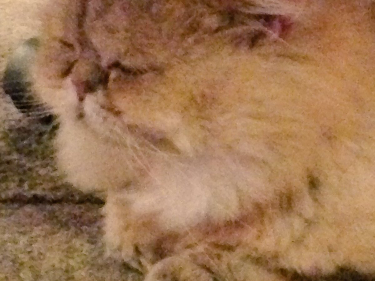 猫カフェでひたすらノラガミ読んでたんだけど やっぱりノラガミ面白いわあ 猫カフェでひたすらノラガミ読んでたんだけど やっぱりノラガミ面白いわあ
